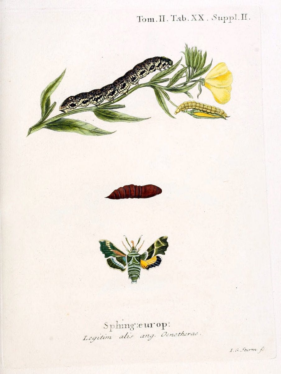 Die Schmetterlinge in Abbildungen nach der Natur /.Leipzig :T.O. Weigel,[1829-1839]. |  | Vintage Print Reproduction 472704