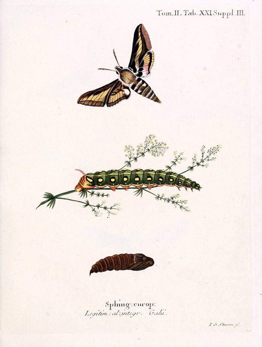 Die Schmetterlinge in Abbildungen nach der Natur /.Leipzig :T.O. Weigel,[1829-1839]. |  | Vintage Print Reproduction 472705