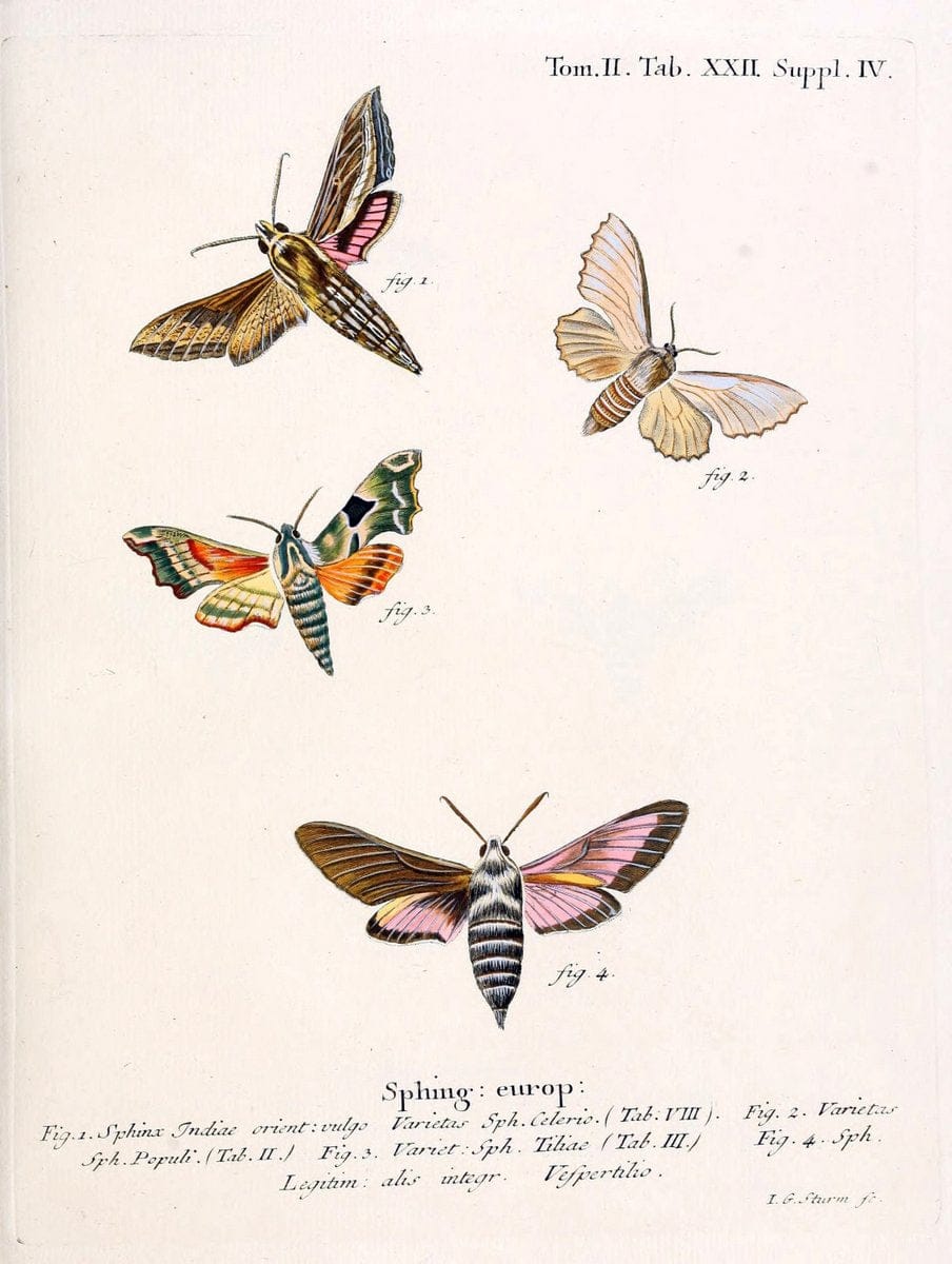 Die Schmetterlinge in Abbildungen nach der Natur /.Leipzig :T.O. Weigel,[1829-1839]. |  | Vintage Print Reproduction 472706