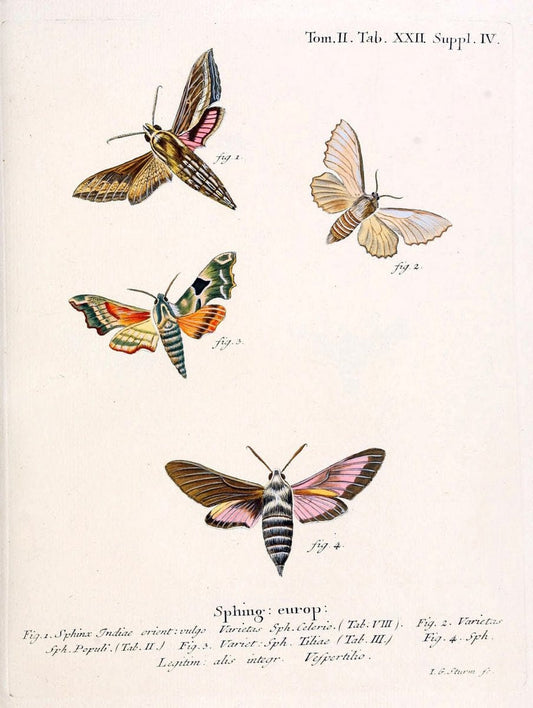 Die Schmetterlinge in Abbildungen nach der Natur /.Leipzig :T.O. Weigel,[1829-1839]. |  | Vintage Print Reproduction 472706