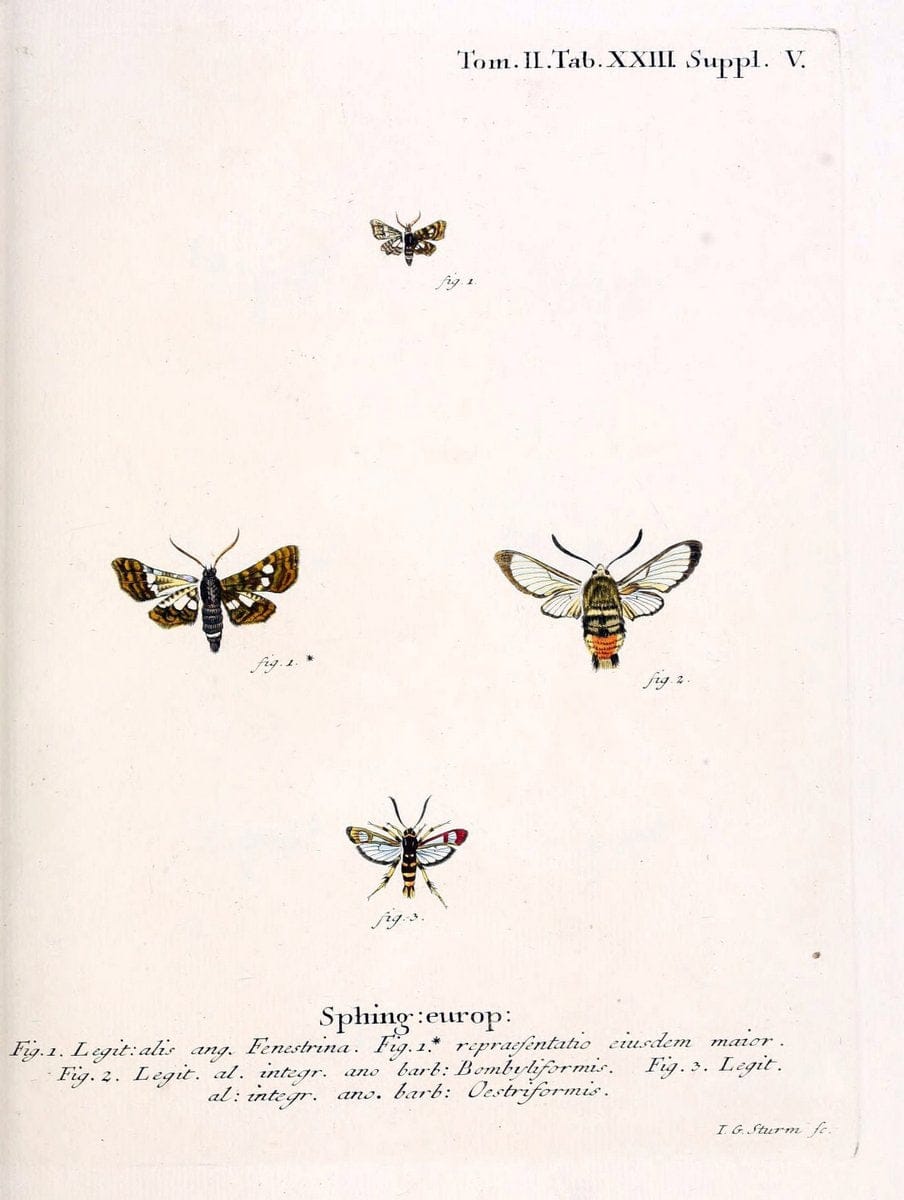 Die Schmetterlinge in Abbildungen nach der Natur /.Leipzig :T.O. Weigel,[1829-1839]. |  | Vintage Print Reproduction 472707