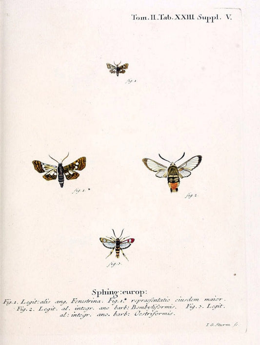 Die Schmetterlinge in Abbildungen nach der Natur /.Leipzig :T.O. Weigel,[1829-1839]. |  | Vintage Print Reproduction 472707