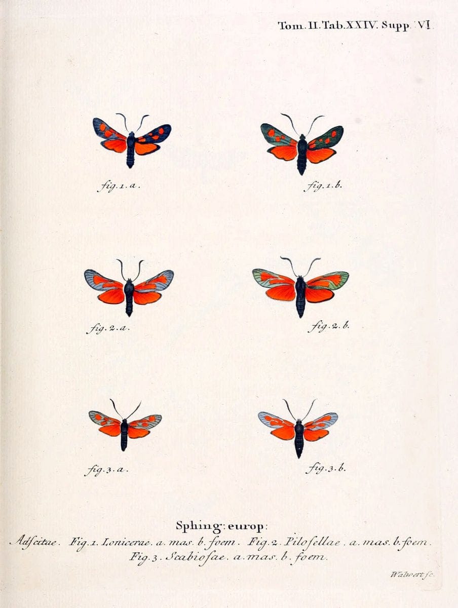 Die Schmetterlinge in Abbildungen nach der Natur /.Leipzig :T.O. Weigel,[1829-1839]. |  | Vintage Print Reproduction 472708