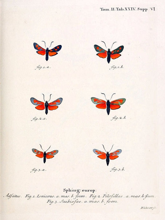 Die Schmetterlinge in Abbildungen nach der Natur /.Leipzig :T.O. Weigel,[1829-1839]. |  | Vintage Print Reproduction 472708