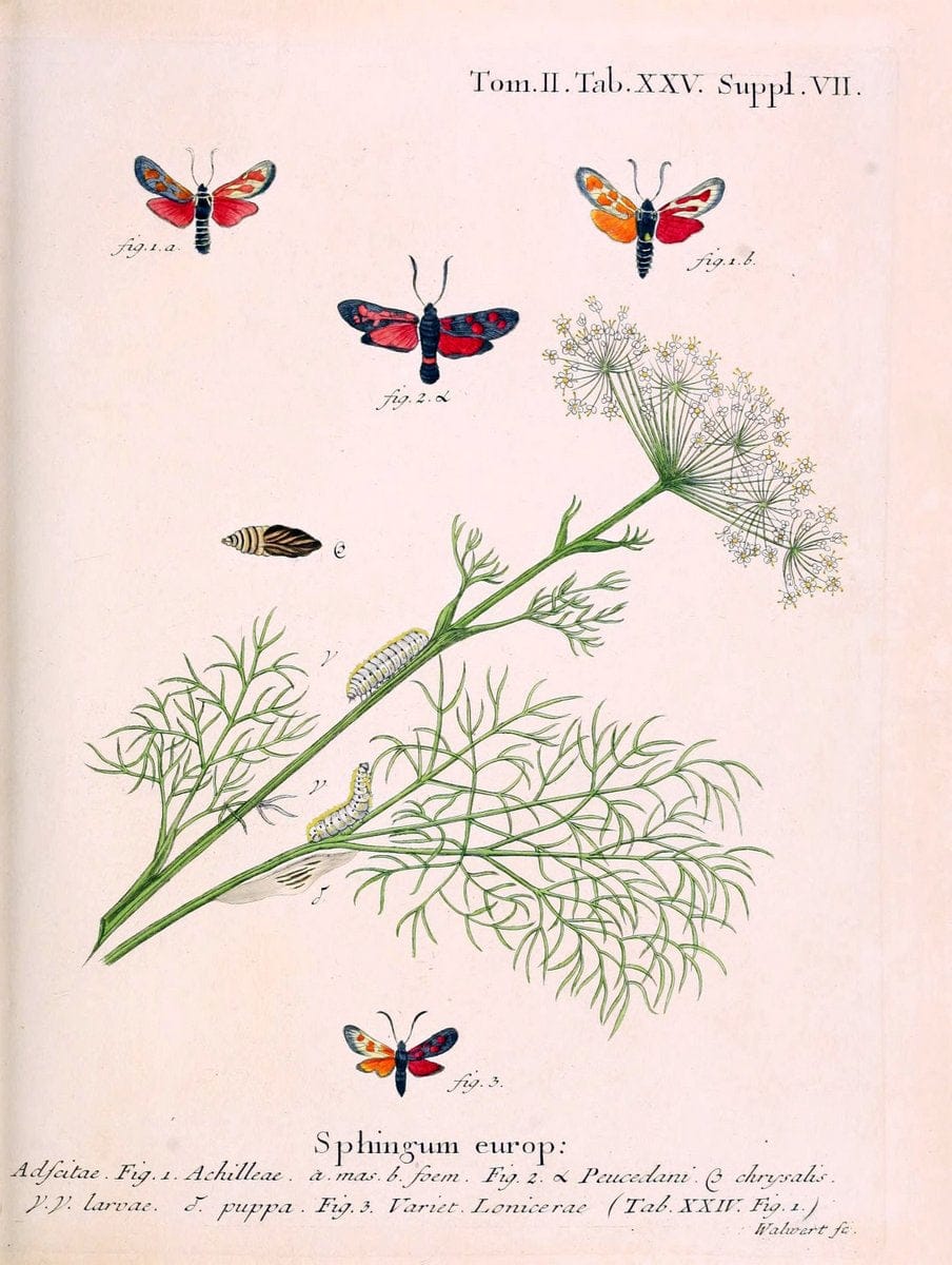 Die Schmetterlinge in Abbildungen nach der Natur /.Leipzig :T.O. Weigel,[1829-1839]. |  | Vintage Print Reproduction 472709