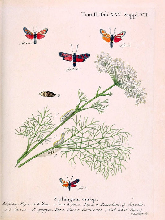 Die Schmetterlinge in Abbildungen nach der Natur /.Leipzig :T.O. Weigel,[1829-1839]. |  | Vintage Print Reproduction 472709