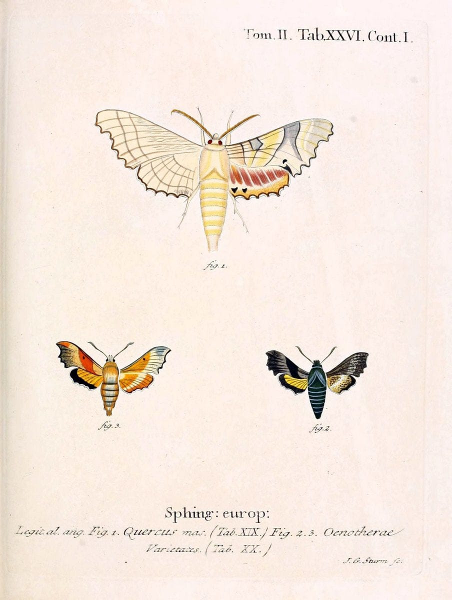 Die Schmetterlinge in Abbildungen nach der Natur /.Leipzig :T.O. Weigel,[1829-1839]. |  | Vintage Print Reproduction 472710