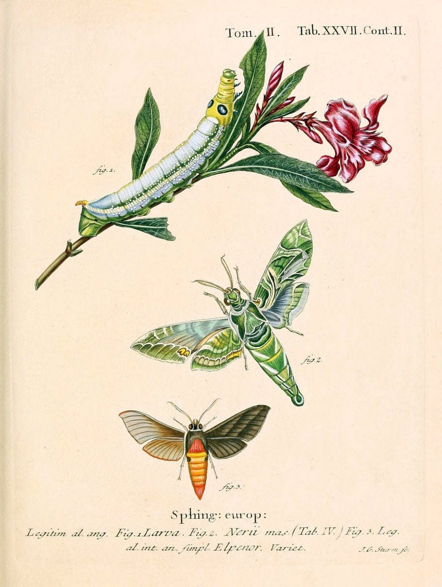 Die Schmetterlinge in Abbildungen nach der Natur /.Leipzig :T.O. Weigel,[1829-1839]. |  | Vintage Print Reproduction 472711