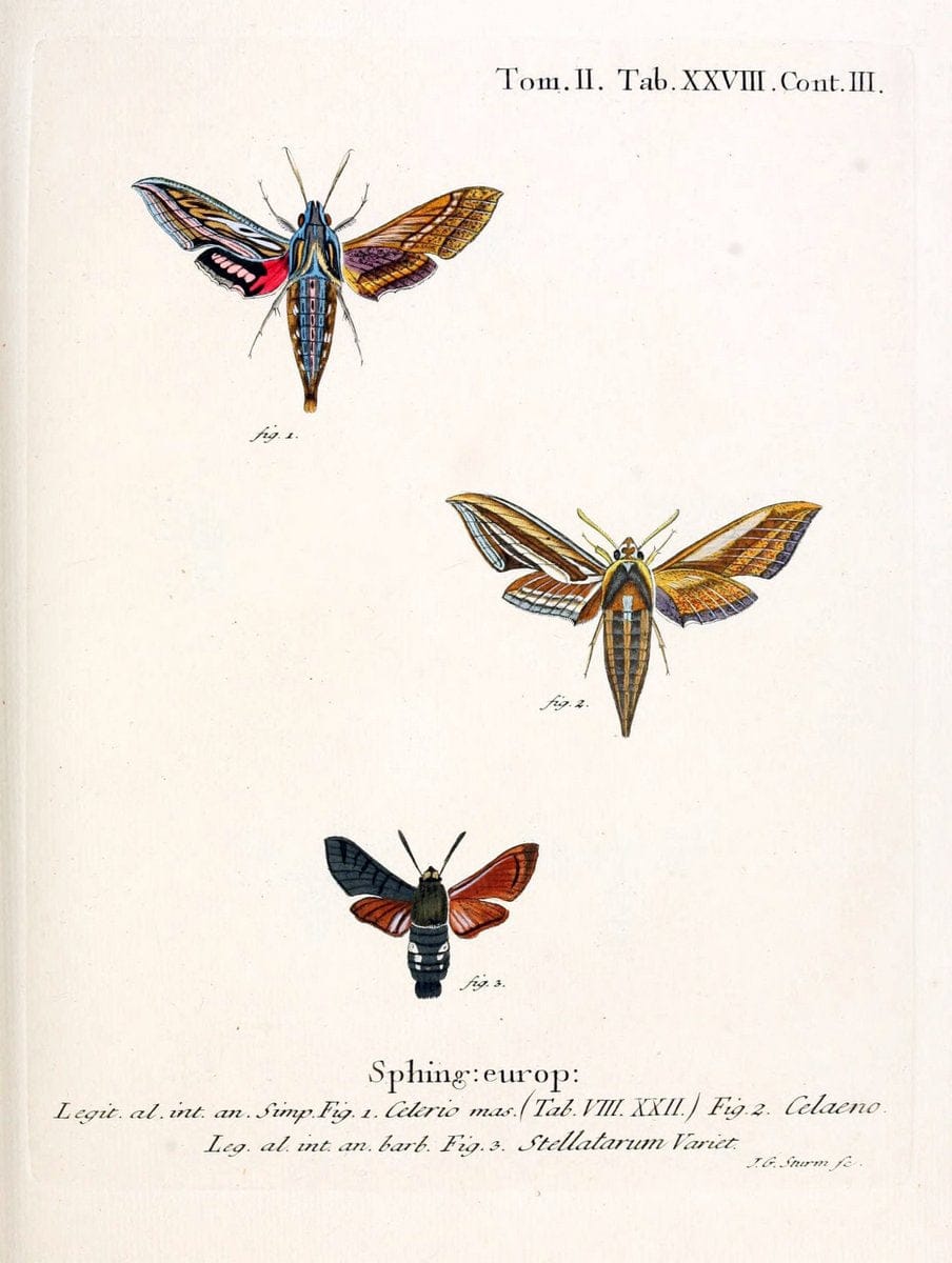 Die Schmetterlinge in Abbildungen nach der Natur /.Leipzig :T.O. Weigel,[1829-1839]. |  | Vintage Print Reproduction 472712