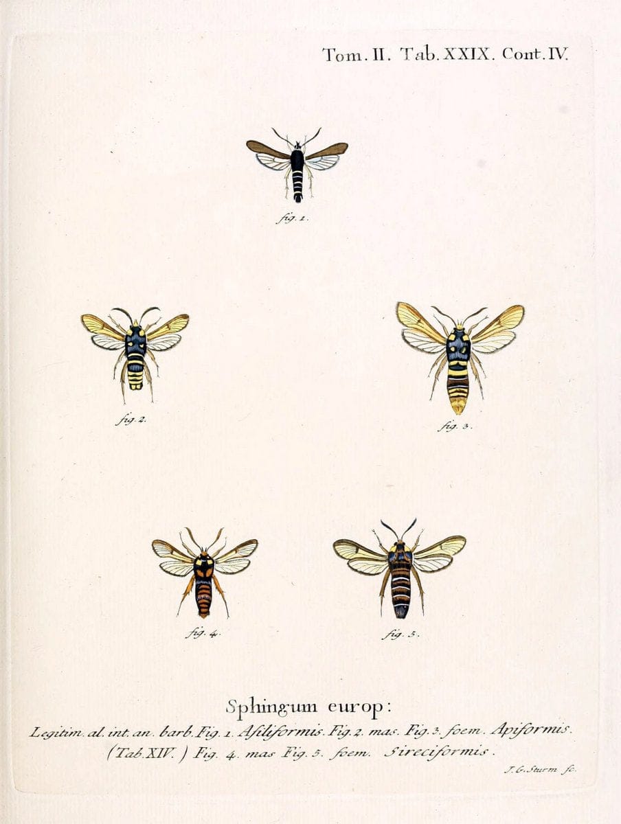Die Schmetterlinge in Abbildungen nach der Natur /.Leipzig :T.O. Weigel,[1829-1839]. |  | Vintage Print Reproduction 472713
