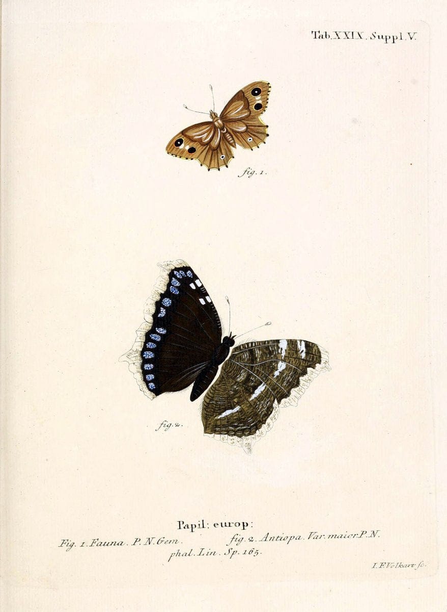 Die Schmetterlinge in Abbildungen nach der Natur. v.1 plates.Leipzig :T.O. Weigel,[1829-1839] |  | Vintage Print Reproduction 472714