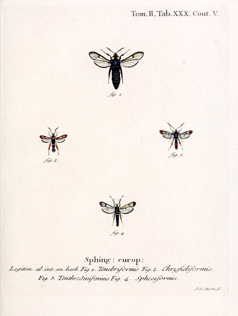 Die Schmetterlinge in Abbildungen nach der Natur /.Leipzig :T.O. Weigel,[1829-1839]. |  | Vintage Print Reproduction 472715