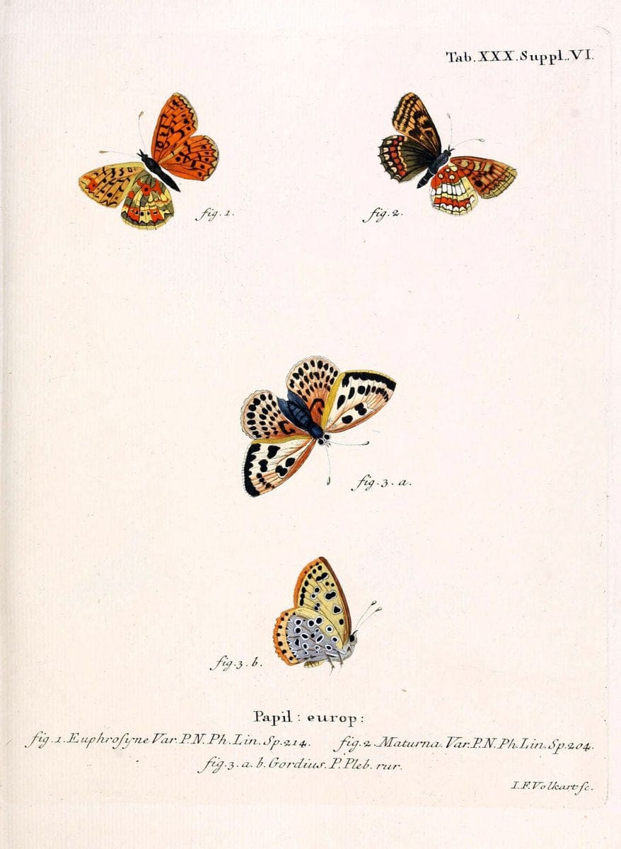 Die Schmetterlinge in Abbildungen nach der Natur. v.1 plates.Leipzig :T.O. Weigel,[1829-1839] |  | Vintage Print Reproduction 472716