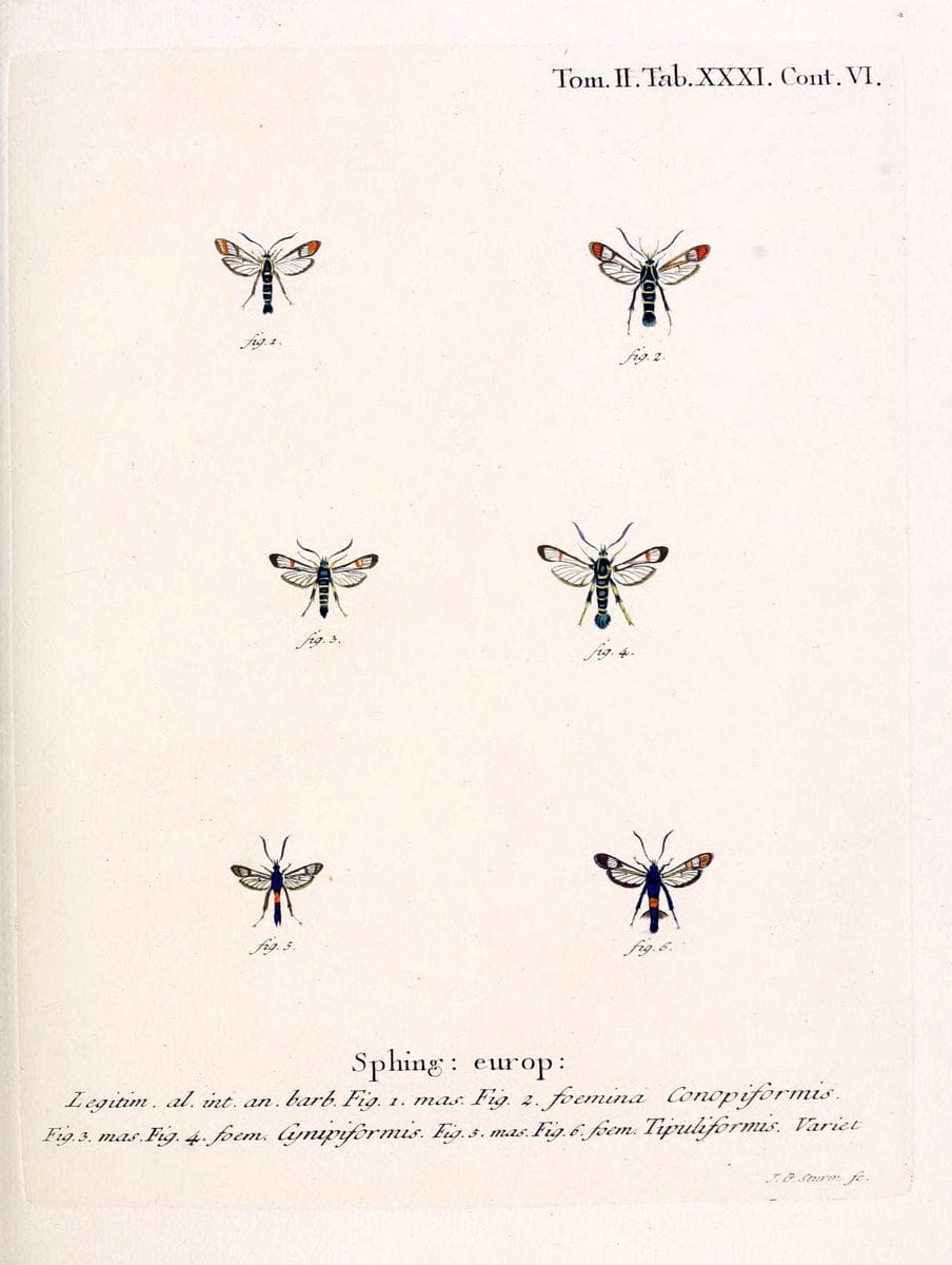Die Schmetterlinge in Abbildungen nach der Natur /.Leipzig :T.O. Weigel,[1829-1839]. |  | Vintage Print Reproduction 472717
