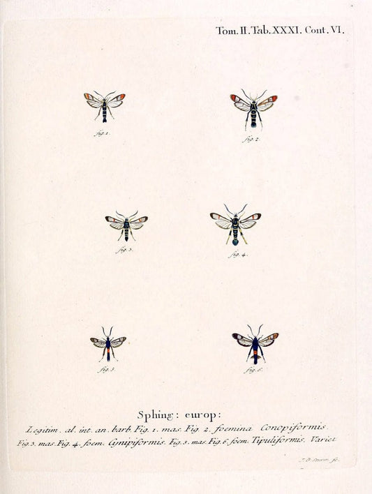 Die Schmetterlinge in Abbildungen nach der Natur /.Leipzig :T.O. Weigel,[1829-1839]. |  | Vintage Print Reproduction 472717