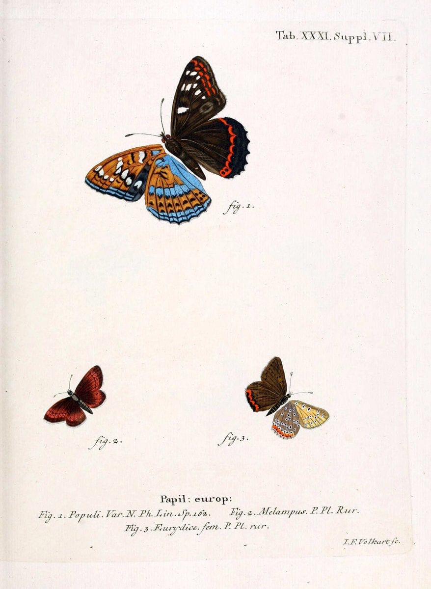 Die Schmetterlinge in Abbildungen nach der Natur. v.1 plates.Leipzig :T.O. Weigel,[1829-1839] |  | Vintage Print Reproduction 472718