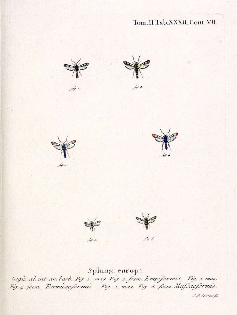 Die Schmetterlinge in Abbildungen nach der Natur /.Leipzig :T.O. Weigel,[1829-1839]. |  | Vintage Print Reproduction 472719