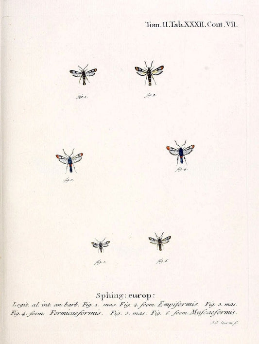 Die Schmetterlinge in Abbildungen nach der Natur /.Leipzig :T.O. Weigel,[1829-1839]. |  | Vintage Print Reproduction 472719