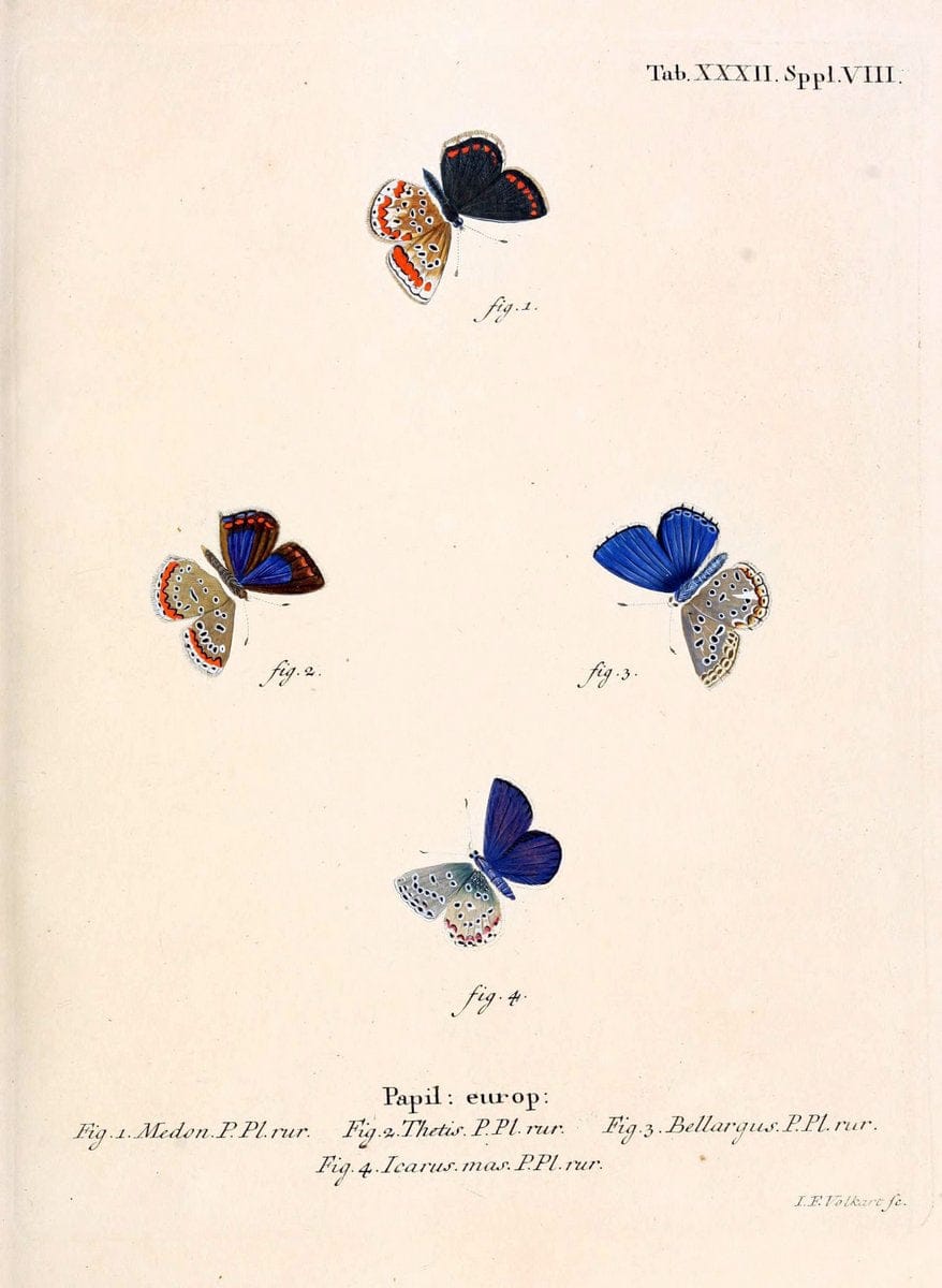 Die Schmetterlinge in Abbildungen nach der Natur. v.1 plates.Leipzig :T.O. Weigel,[1829-1839] |  | Vintage Print Reproduction 472720