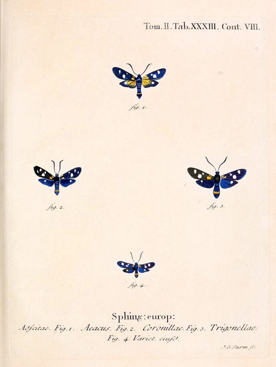 Die Schmetterlinge in Abbildungen nach der Natur /.Leipzig :T.O. Weigel,[1829-1839]. |  | Vintage Print Reproduction 472721