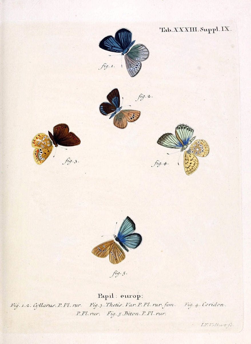 Die Schmetterlinge in Abbildungen nach der Natur. v.1 plates.Leipzig :T.O. Weigel,[1829-1839] |  | Vintage Print Reproduction 472722