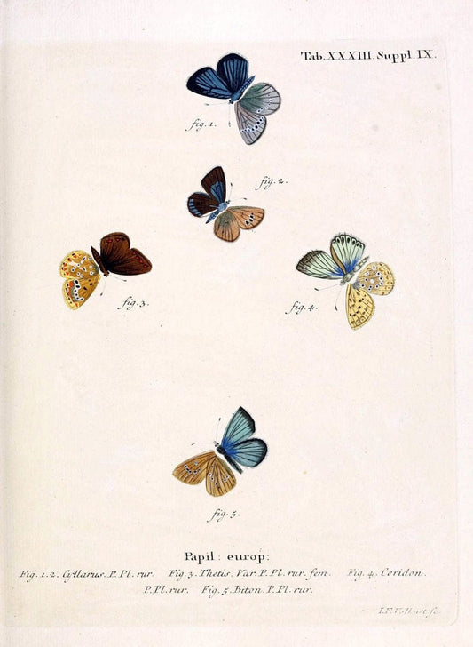 Die Schmetterlinge in Abbildungen nach der Natur. v.1 plates.Leipzig :T.O. Weigel,[1829-1839] |  | Vintage Print Reproduction 472722