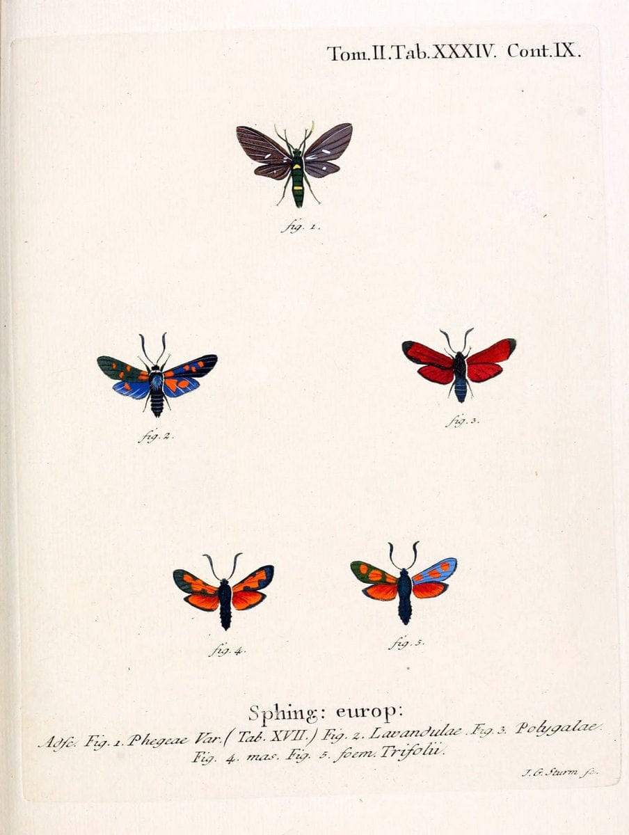 Die Schmetterlinge in Abbildungen nach der Natur /.Leipzig :T.O. Weigel,[1829-1839]. |  | Vintage Print Reproduction 472723