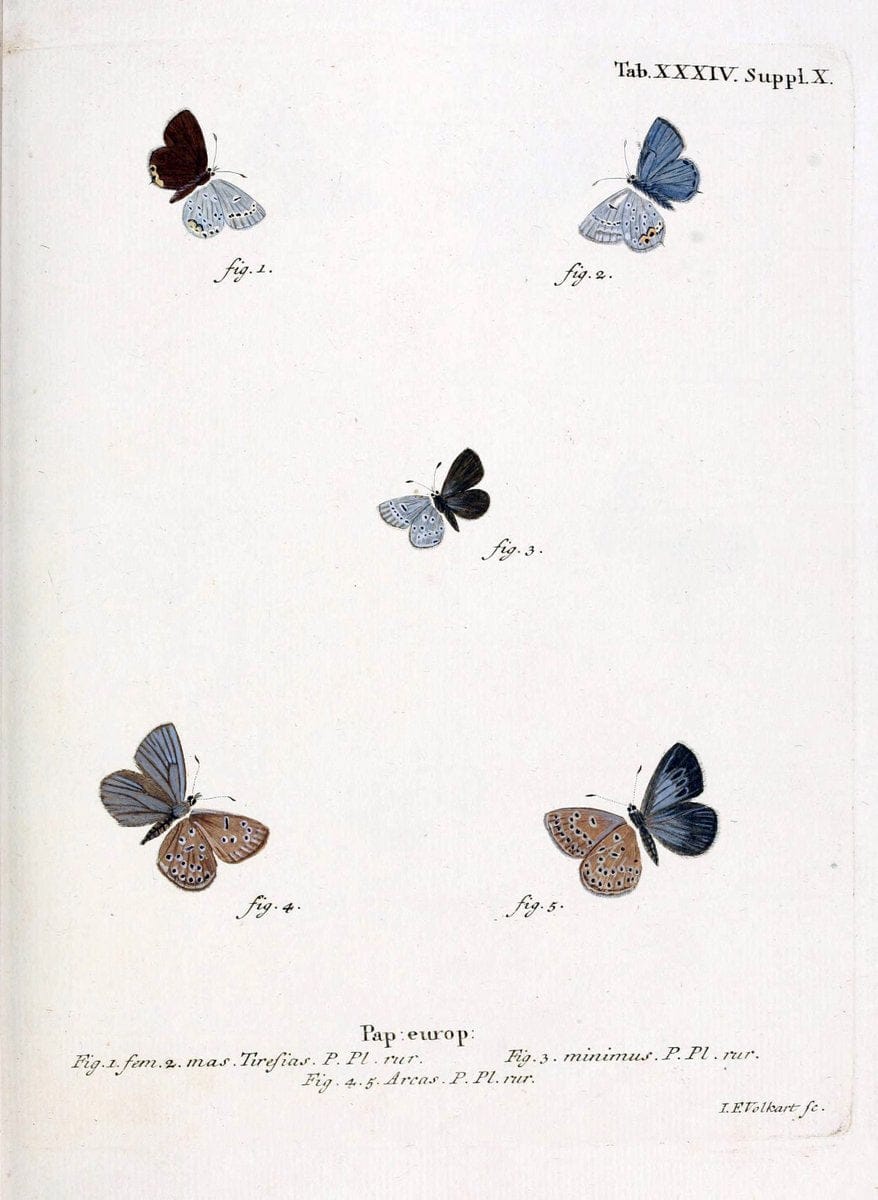 Die Schmetterlinge in Abbildungen nach der Natur. v.1 plates.Leipzig :T.O. Weigel,[1829-1839] |  | Vintage Print Reproduction 472724