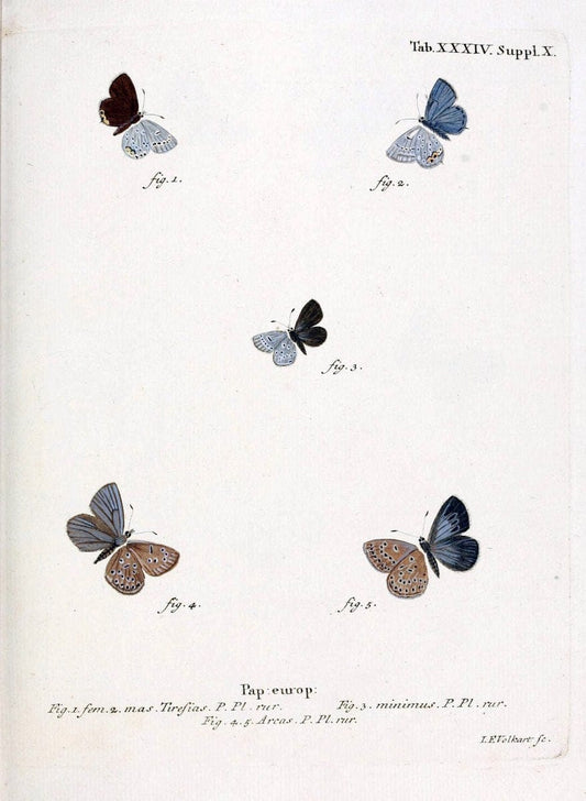 Die Schmetterlinge in Abbildungen nach der Natur. v.1 plates.Leipzig :T.O. Weigel,[1829-1839] |  | Vintage Print Reproduction 472724