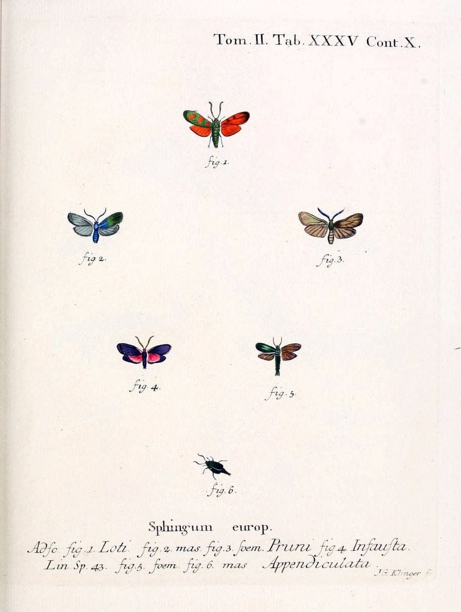 Die Schmetterlinge in Abbildungen nach der Natur /.Leipzig :T.O. Weigel,[1829-1839]. |  | Vintage Print Reproduction 472725
