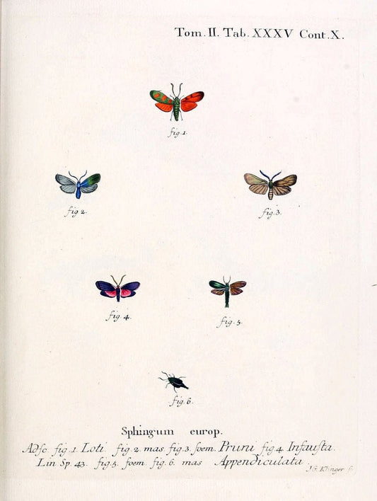 Die Schmetterlinge in Abbildungen nach der Natur /.Leipzig :T.O. Weigel,[1829-1839]. |  | Vintage Print Reproduction 472725