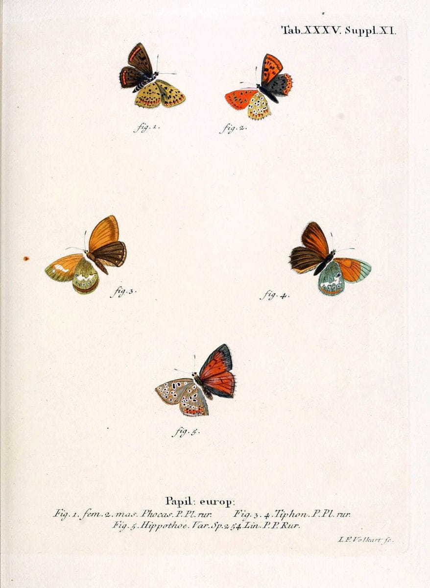 Die Schmetterlinge in Abbildungen nach der Natur. v.1 plates.Leipzig :T.O. Weigel,[1829-1839] |  | Vintage Print Reproduction 472726