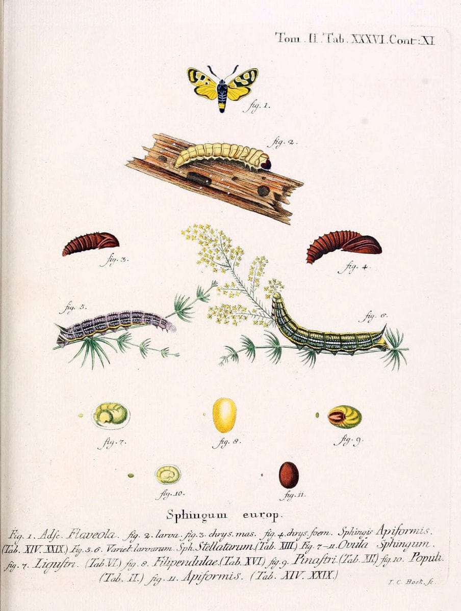 Die Schmetterlinge in Abbildungen nach der Natur /.Leipzig :T.O. Weigel,[1829-1839]. |  | Vintage Print Reproduction 472727