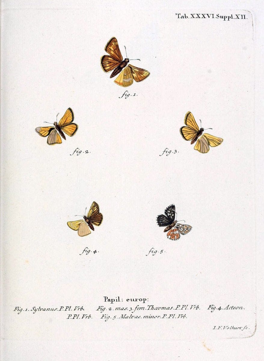 Die Schmetterlinge in Abbildungen nach der Natur. v.1 plates.Leipzig :T.O. Weigel,[1829-1839] |  | Vintage Print Reproduction 472728