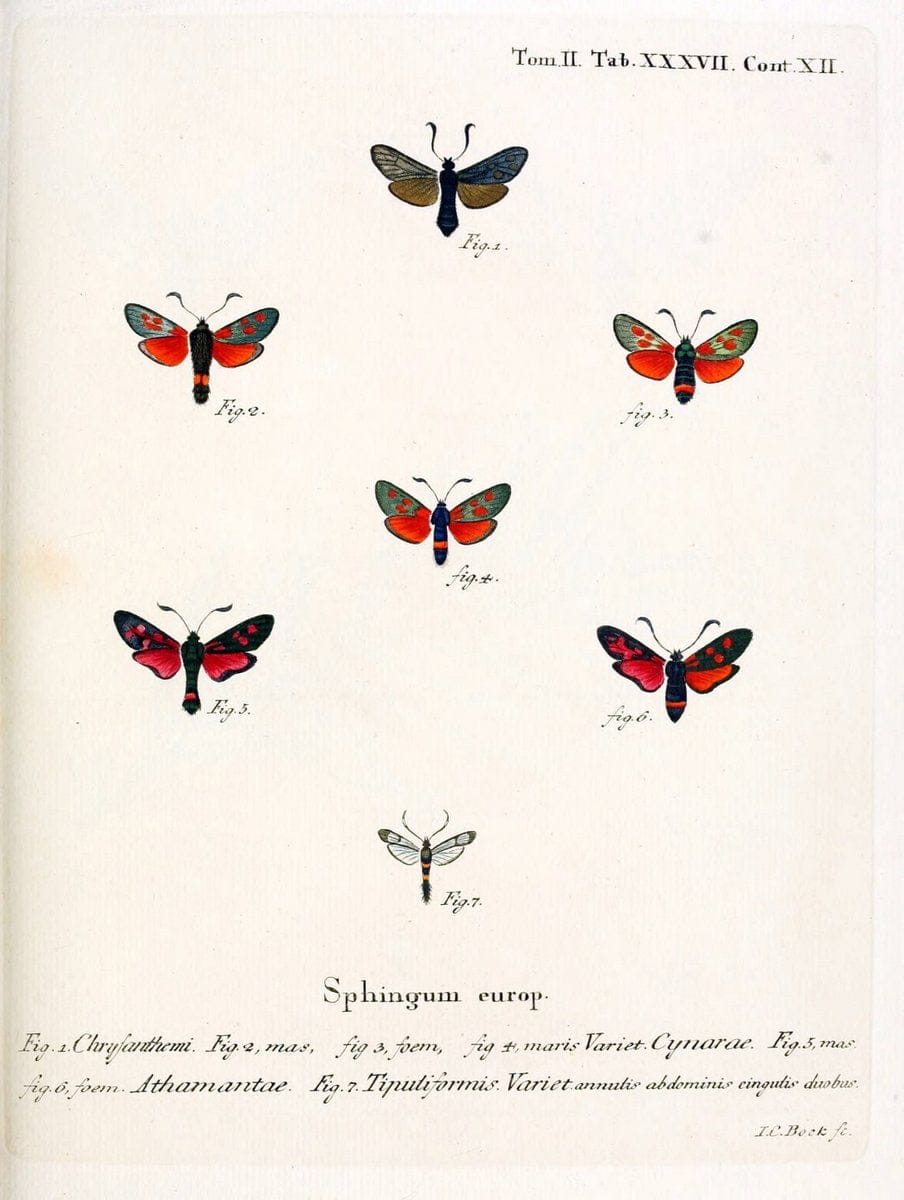 Die Schmetterlinge in Abbildungen nach der Natur /.Leipzig :T.O. Weigel,[1829-1839]. |  | Vintage Print Reproduction 472729