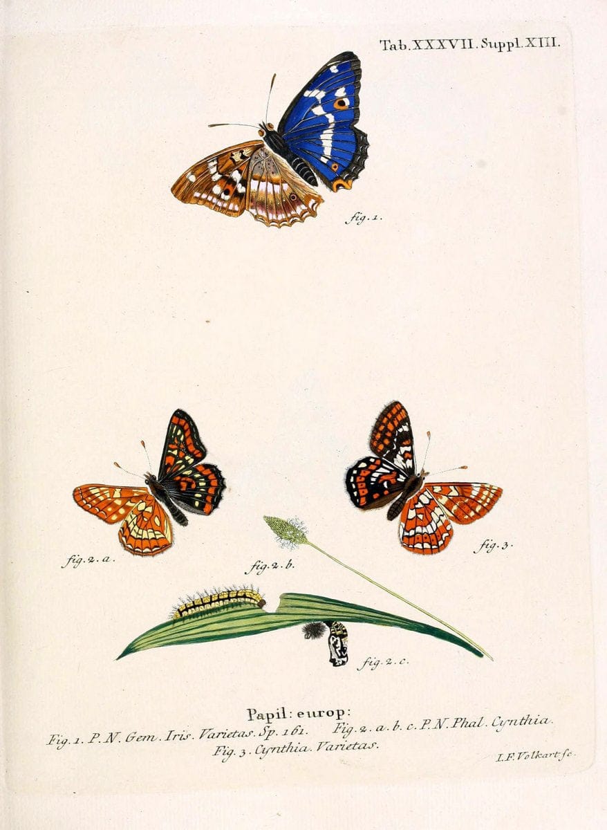 Die Schmetterlinge in Abbildungen nach der Natur. v.1 plates.Leipzig :T.O. Weigel,[1829-1839] |  | Vintage Print Reproduction 472730