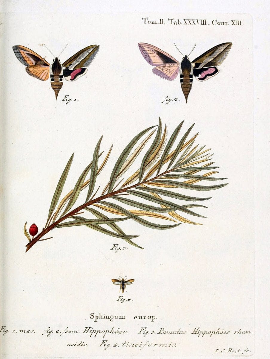 Die Schmetterlinge in Abbildungen nach der Natur /.Leipzig :T.O. Weigel,[1829-1839]. |  | Vintage Print Reproduction 472731