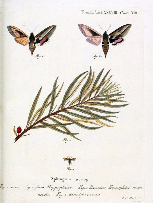 Die Schmetterlinge in Abbildungen nach der Natur /.Leipzig :T.O. Weigel,[1829-1839]. |  | Vintage Print Reproduction 472731