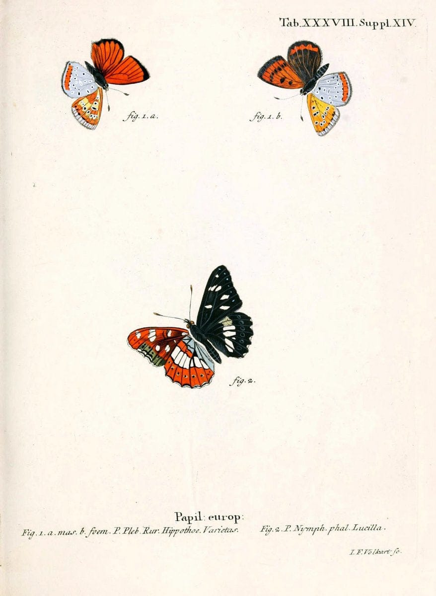 Die Schmetterlinge in Abbildungen nach der Natur. v.1 plates.Leipzig :T.O. Weigel,[1829-1839] |  | Vintage Print Reproduction 472732