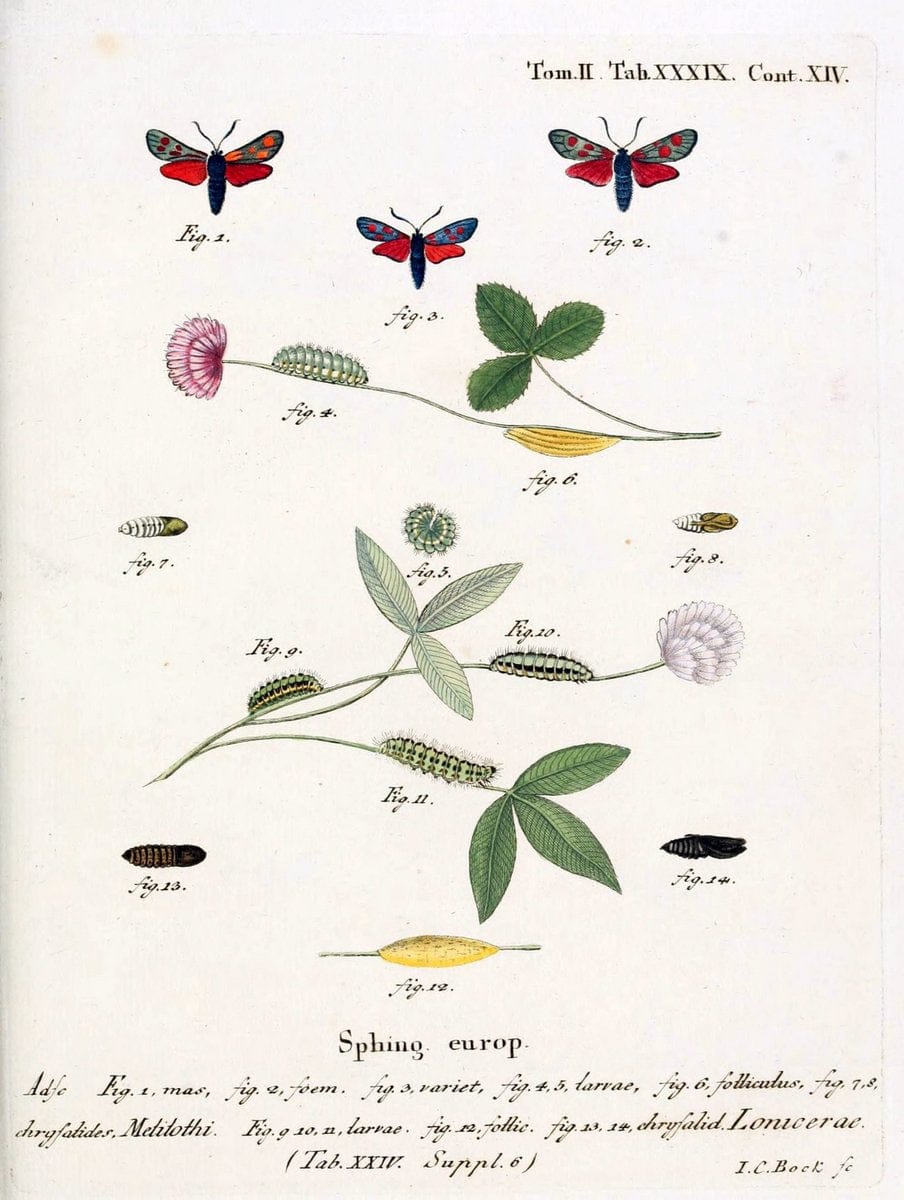 Die Schmetterlinge in Abbildungen nach der Natur /.Leipzig :T.O. Weigel,[1829-1839]. |  | Vintage Print Reproduction 472733