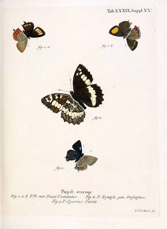 Die Schmetterlinge in Abbildungen nach der Natur. v.1 plates.Leipzig :T.O. Weigel,[1829-1839] |  | Vintage Print Reproduction 472734