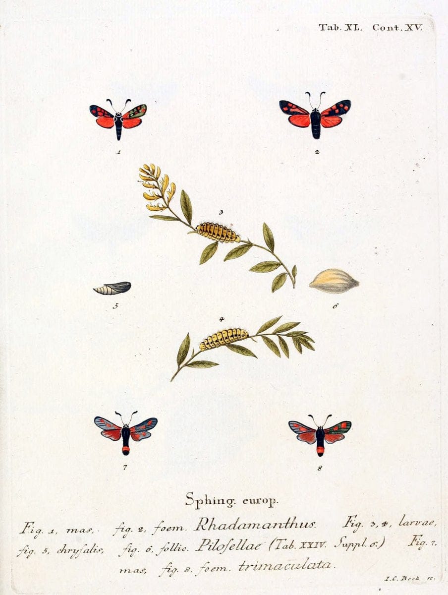 Die Schmetterlinge in Abbildungen nach der Natur /.Leipzig :T.O. Weigel,[1829-1839]. |  | Vintage Print Reproduction 472735