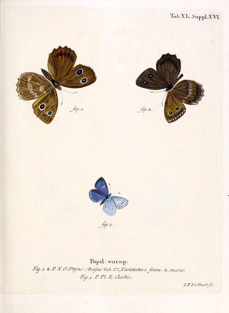 Die Schmetterlinge in Abbildungen nach der Natur. v.1 plates.Leipzig :T.O. Weigel,[1829-1839] |  | Vintage Print Reproduction 472736