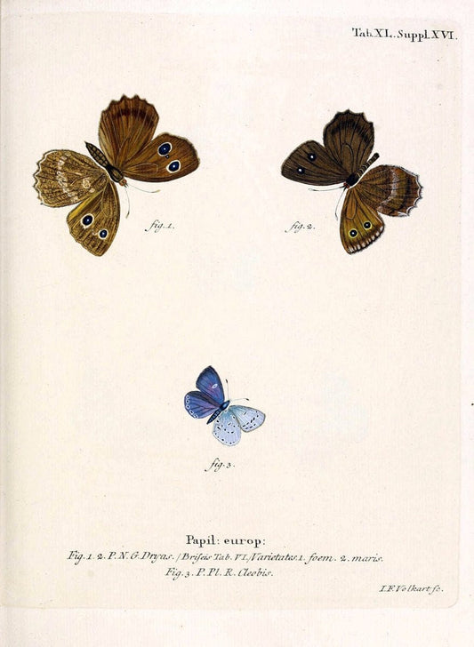Die Schmetterlinge in Abbildungen nach der Natur. v.1 plates.Leipzig :T.O. Weigel,[1829-1839] |  | Vintage Print Reproduction 472736