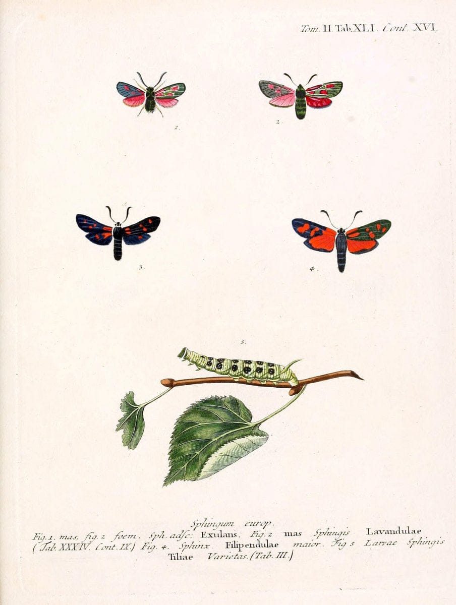 Die Schmetterlinge in Abbildungen nach der Natur /.Leipzig :T.O. Weigel,[1829-1839]. |  | Vintage Print Reproduction 472737