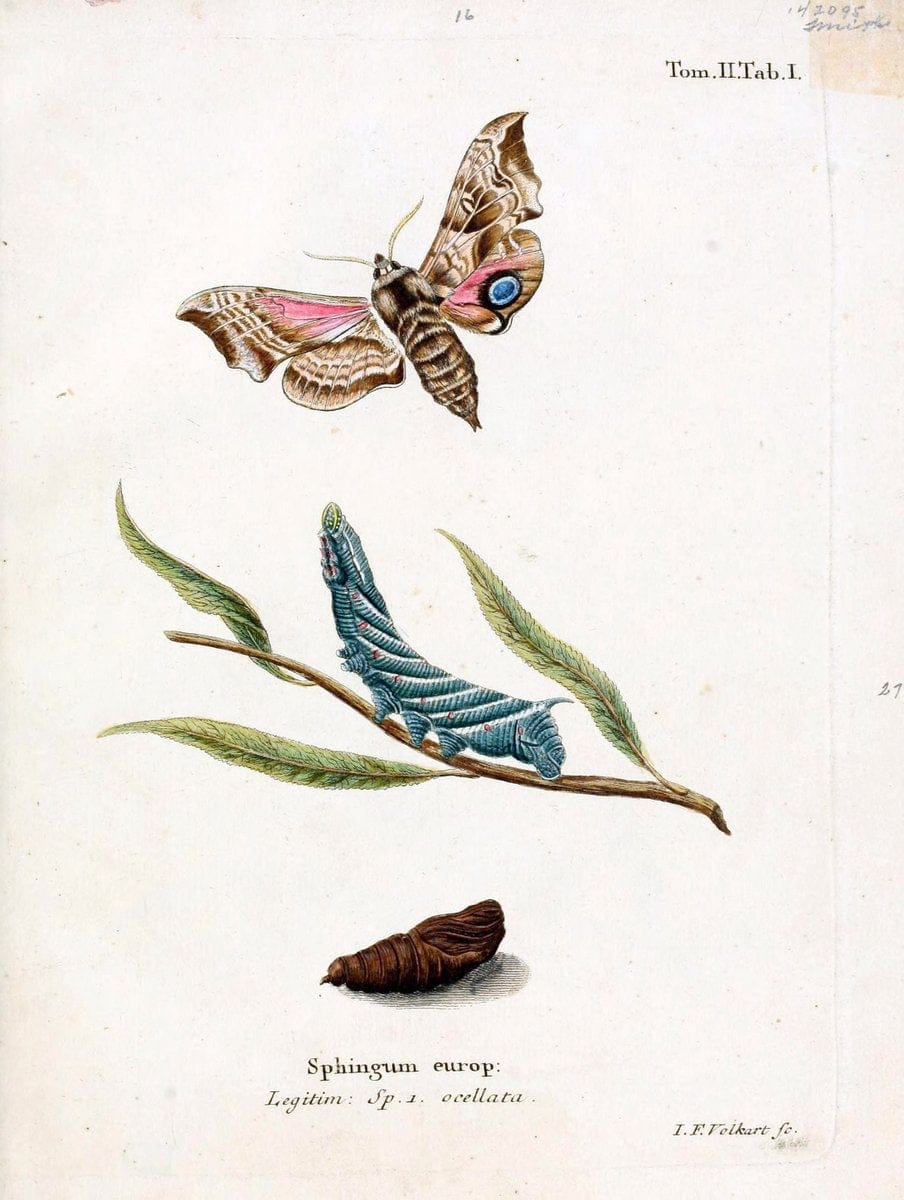 Die Schmetterlinge in Abbildungen nach der Natur /.Leipzig :T.O. Weigel,[1829-1839]. |  | Vintage Print Reproduction 472738