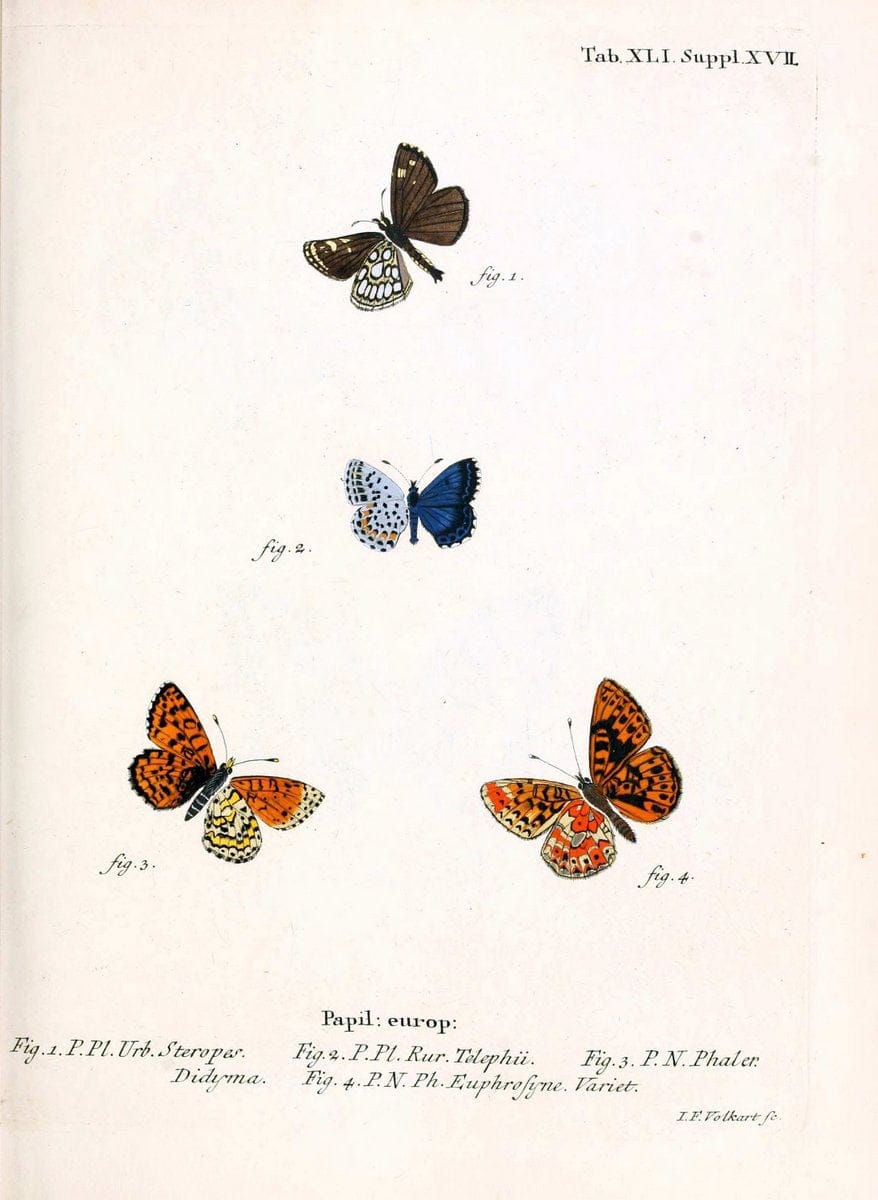 Die Schmetterlinge in Abbildungen nach der Natur. v.1 plates.Leipzig :T.O. Weigel,[1829-1839] |  | Vintage Print Reproduction 472739