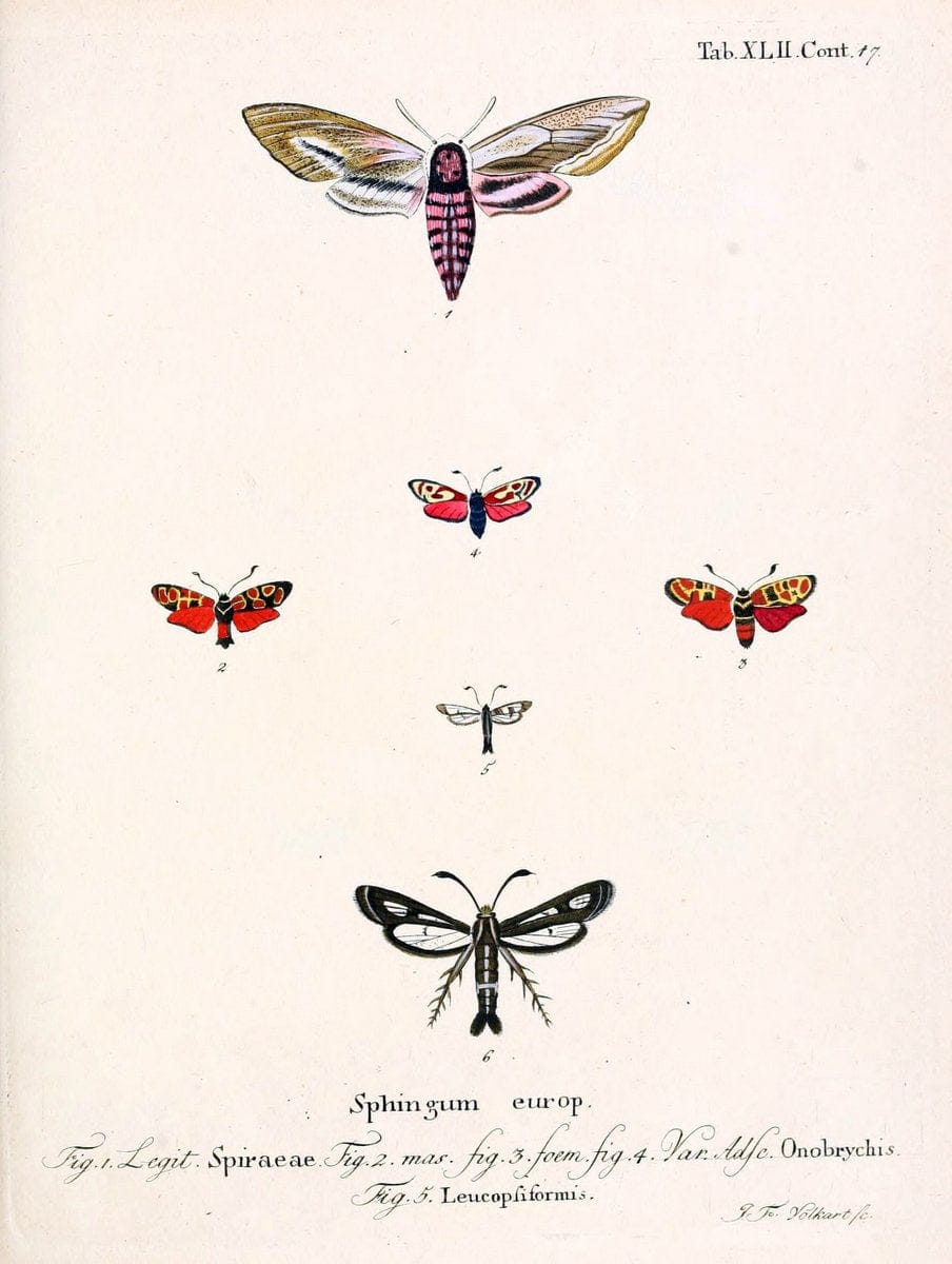 Die Schmetterlinge in Abbildungen nach der Natur /.Leipzig :T.O. Weigel,[1829-1839]. |  | Vintage Print Reproduction 472740