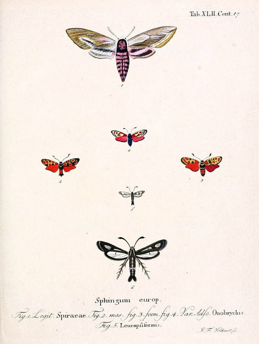 Die Schmetterlinge in Abbildungen nach der Natur /.Leipzig :T.O. Weigel,[1829-1839]. |  | Vintage Print Reproduction 472740