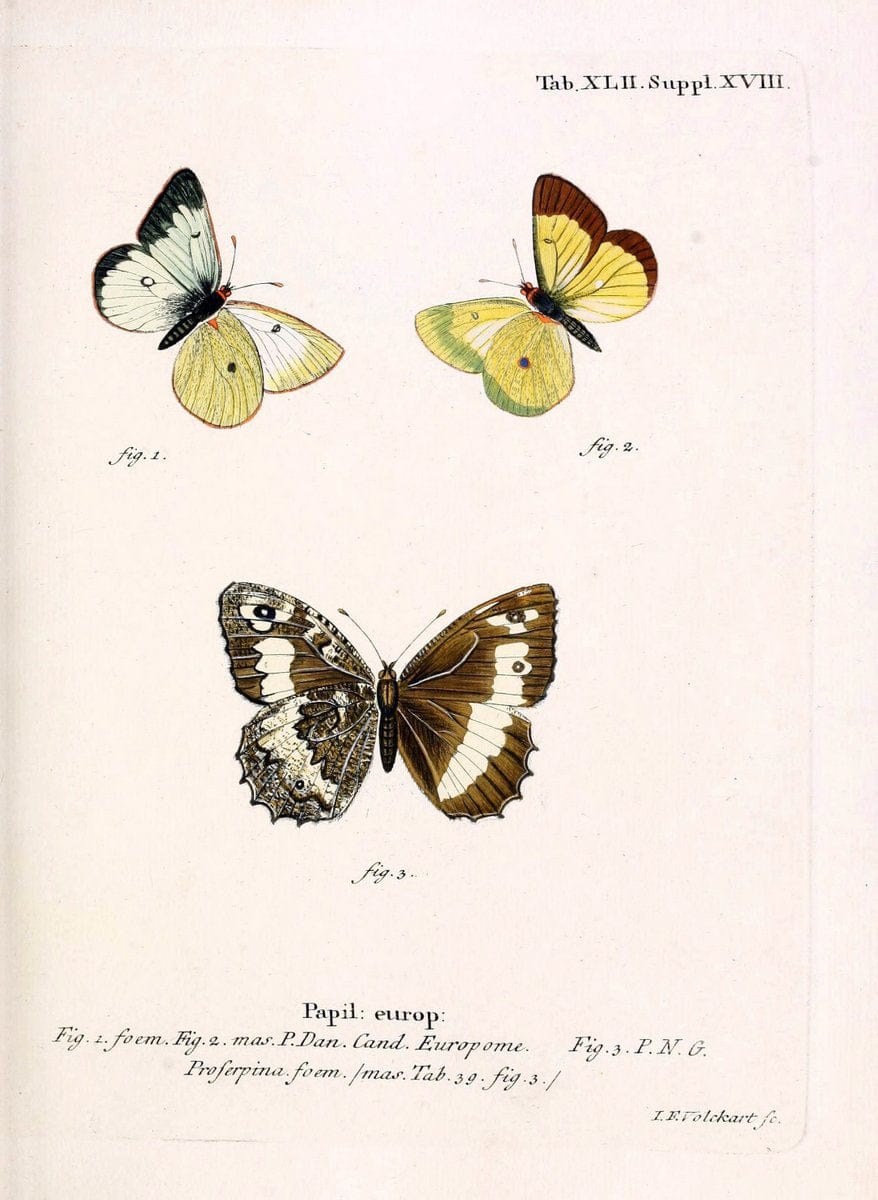 Die Schmetterlinge in Abbildungen nach der Natur. v.1 plates.Leipzig :T.O. Weigel,[1829-1839] |  | Vintage Print Reproduction 472741